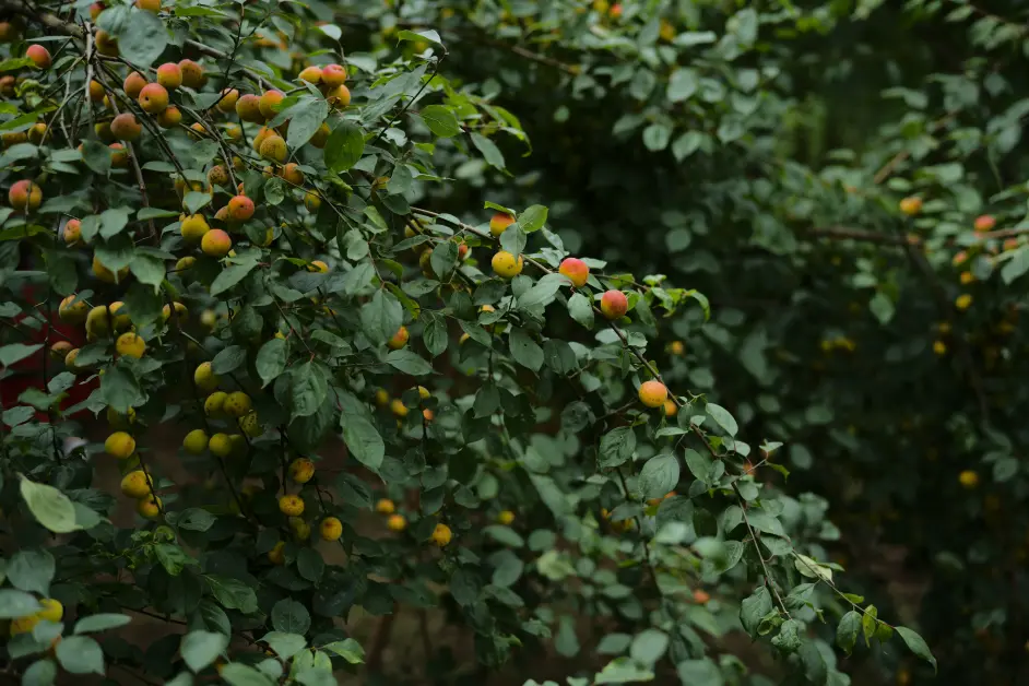 花海川の南高梅园 哔哩哔哩