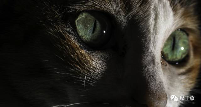 猫咪是色盲,但却能在黑暗中一目了然