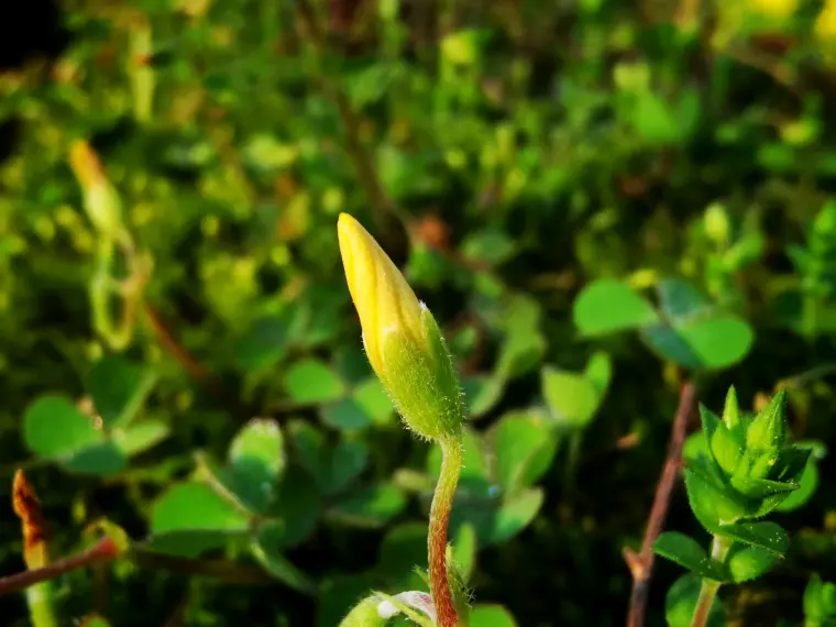 苔花如米小 也学牡丹开 哔哩哔哩