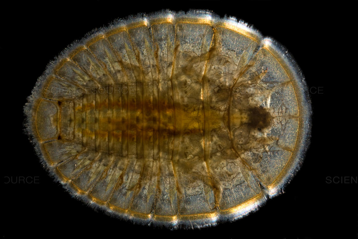 成虫的食性与幼虫类似 6—10mm 英文名water-penny beetle 幼虫外形与