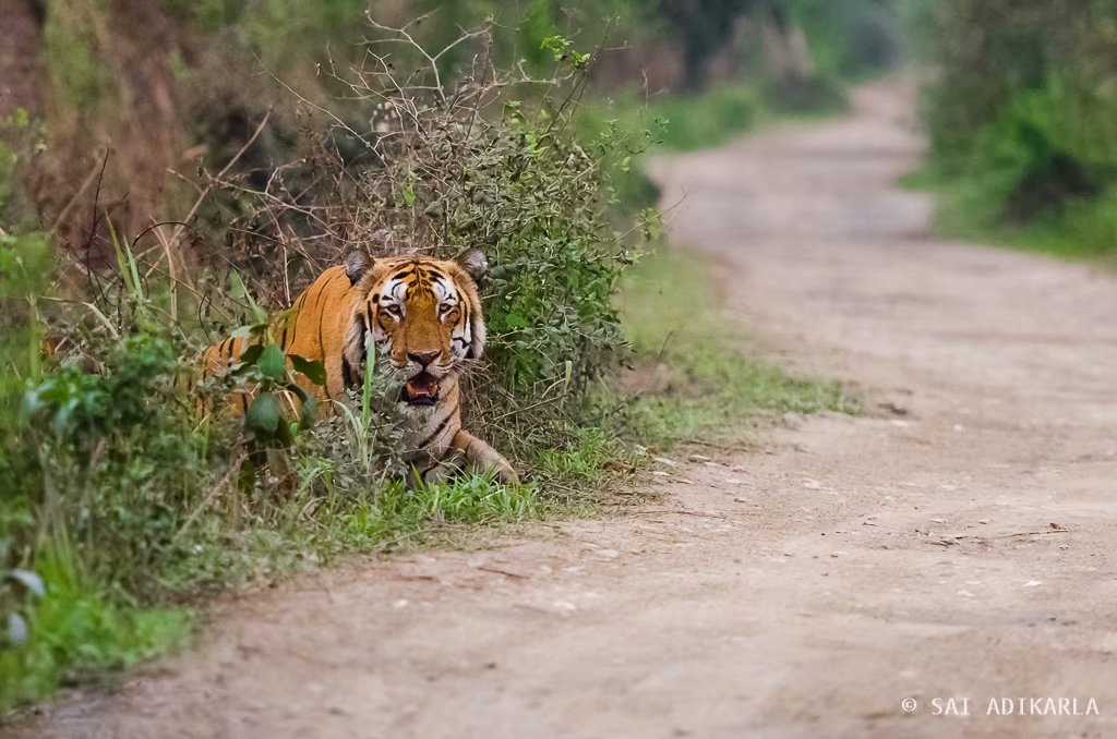 卡齐兰加的老虎图集领略下全世界最大的野生大猫种群上