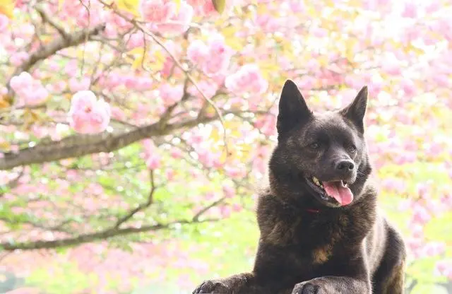 只知道柴犬和秋田 日本的狗狗不止这么少 他们有六大天然纪念物 哔哩哔哩