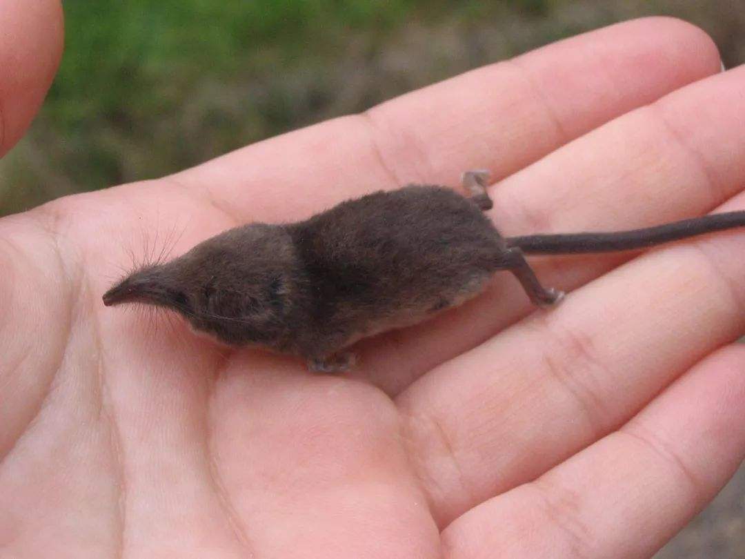 全球最小的动物图片