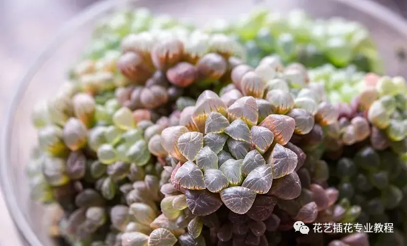 多肉植物养护 如何对付多肉杀手小飞虫 告诉你几个除虫方法 哔哩哔哩