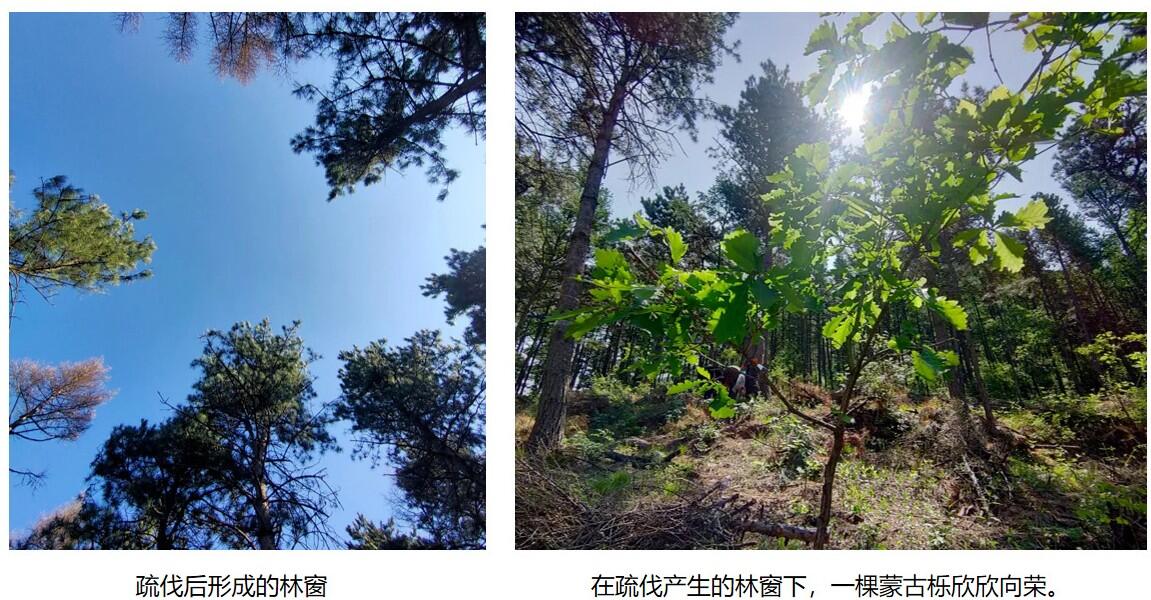 主动砍树，也是保护生态？来看什么是“林窗” - 哔哩哔哩