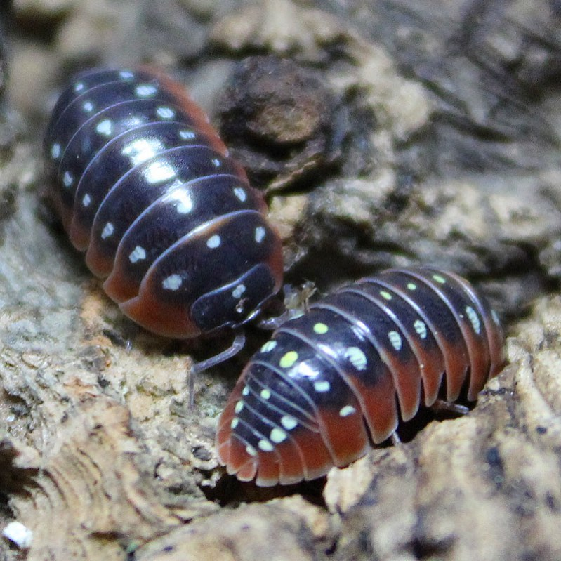 西瓜虫也能当宠物,观赏鼠妇的饲养