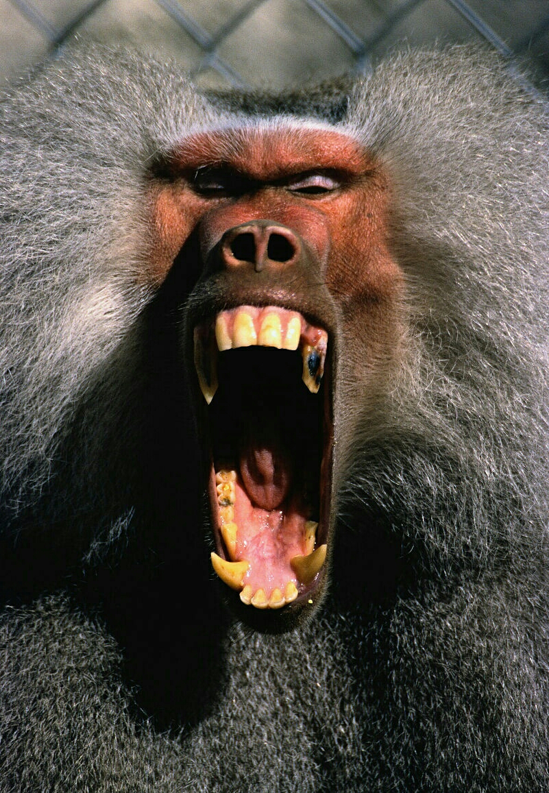 搞笑SCP系列–SCP–CN–055–J