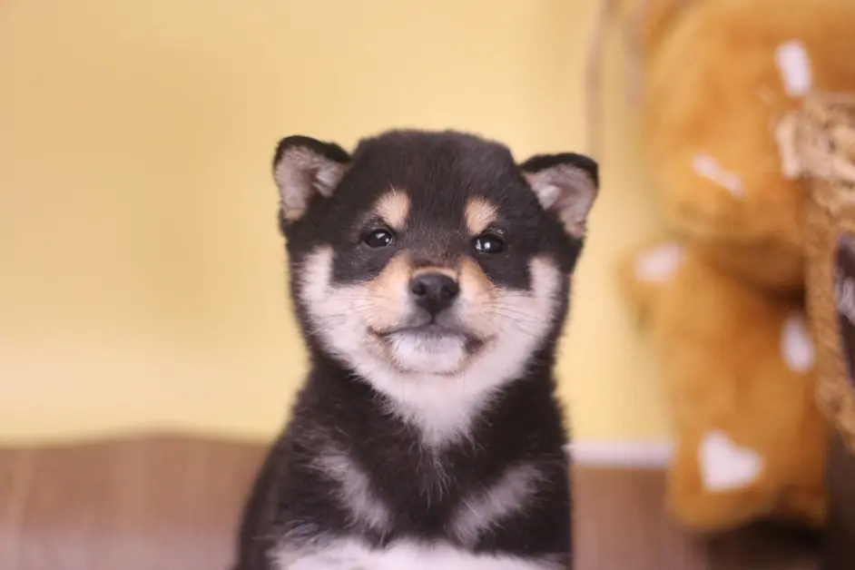 豆柴多少钱一只 为什么豆柴比标体柴价格高 哔哩哔哩