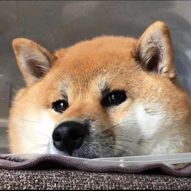 300和3000的柴犬有啥区别 差在哪里 哔哩哔哩