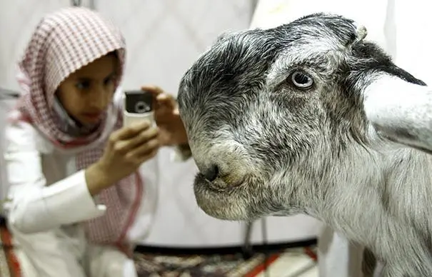 慎入 小时候长得眉清目秀长大后变成车祸现场的大马士革羊damascus Goat 哔哩哔哩 慎入 小时候长得眉清目秀长大后变成车祸现场的大马士革羊damascus Goat 哔哩哔哩