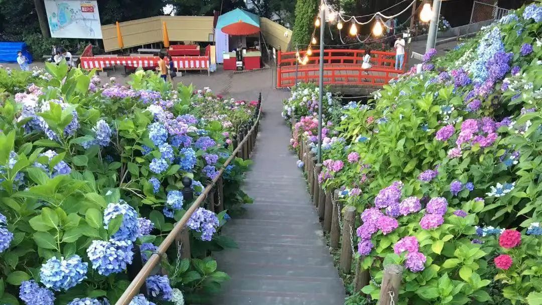 知道了紫阳花的花语 那你知道紫阳花的别名吗 哔哩哔哩