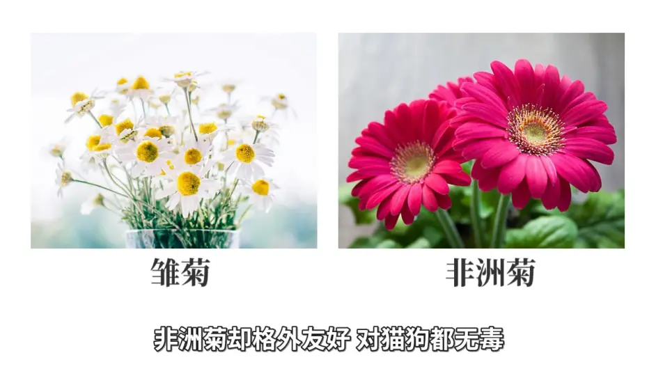 对猫有毒的植物 下篇 常见植物如何查询是否有毒 文字版 哔哩哔哩