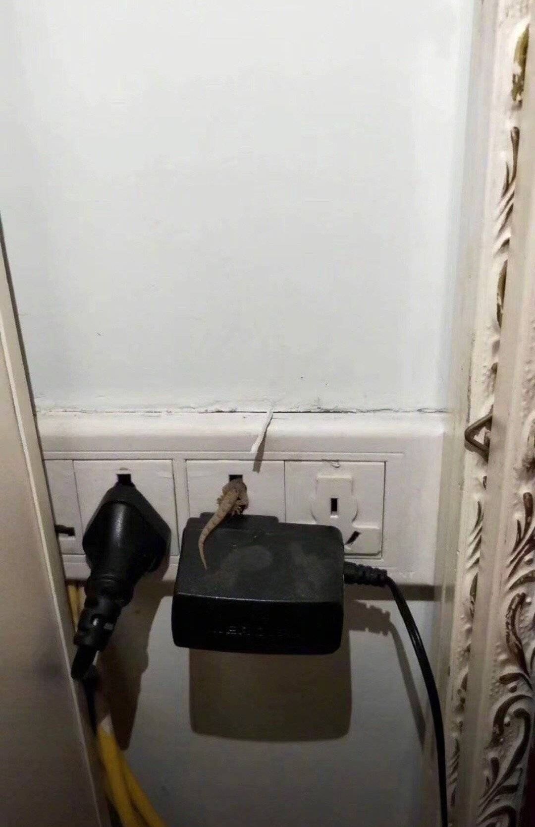 敢于去摸生活电门的壁虎才是好壁虎,可惜没有锡纸烫