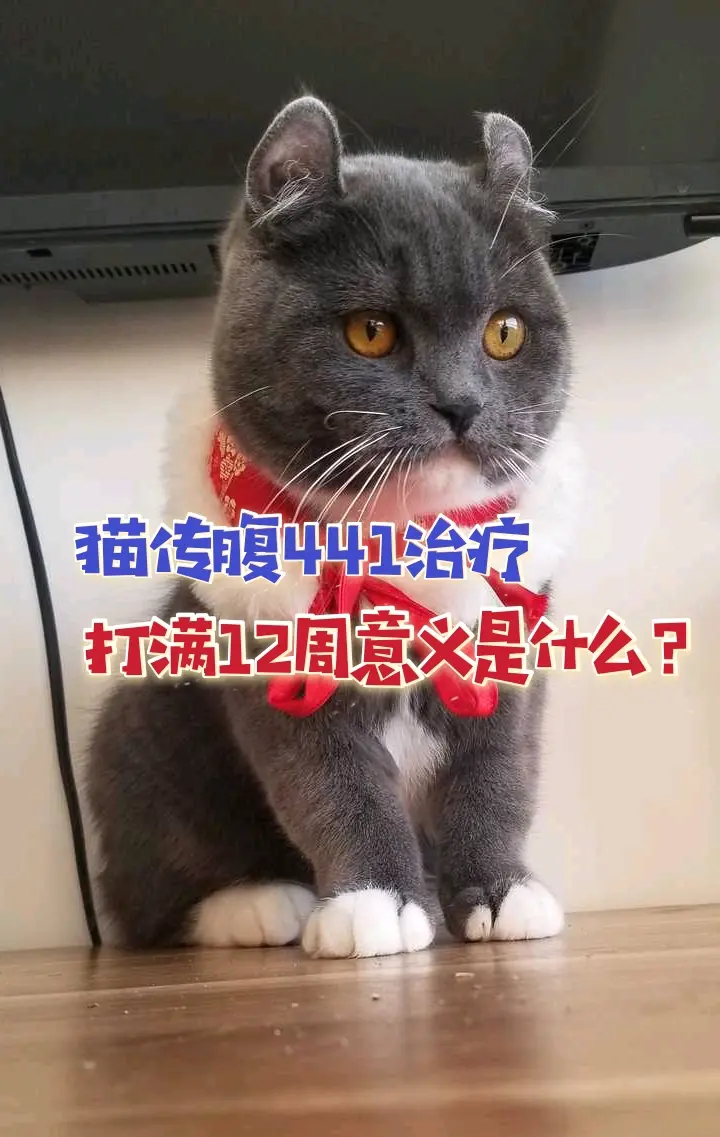 猫传腹441治疗打满12有的意义是什么 哔哩哔哩