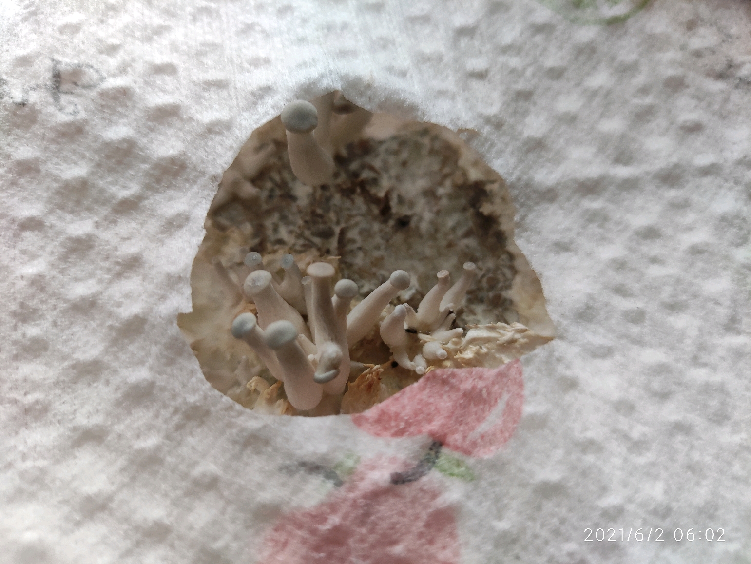 种蘑菇-蘑菇的一生