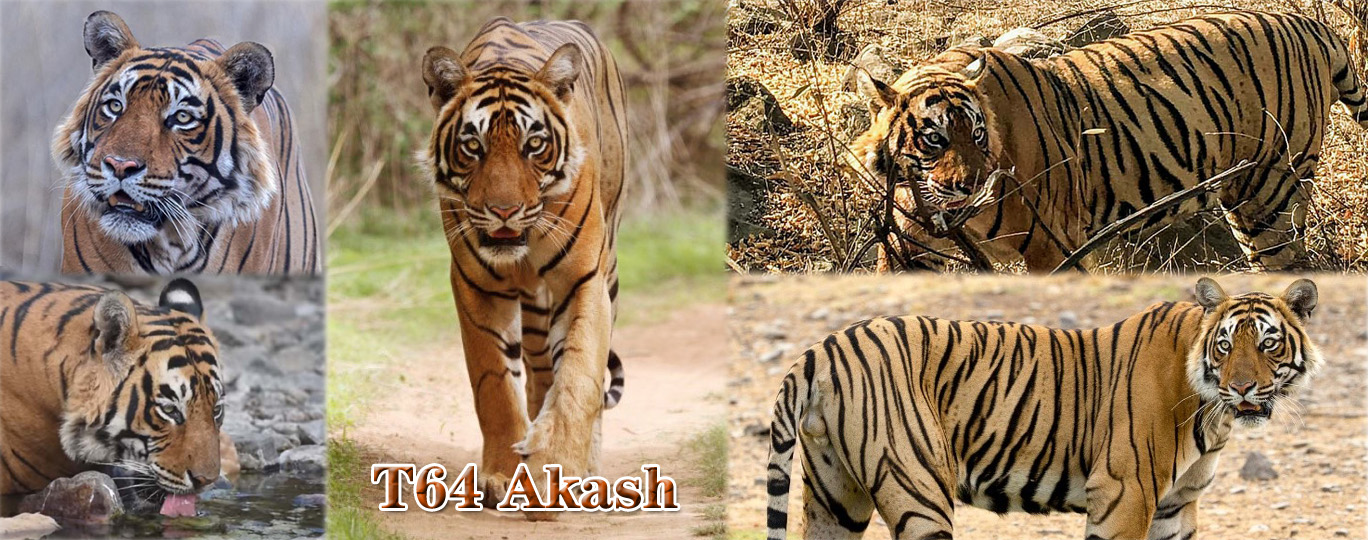 【伦腾堡】编号名虎五视图