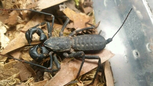 中国的鞭蝎图鉴(1.0版)