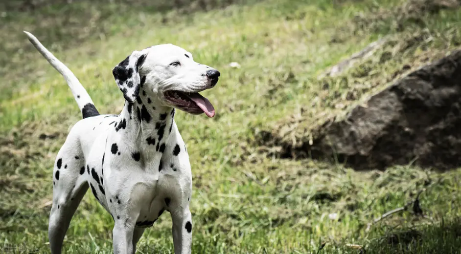 被公认为最优雅的品种之一的斑点狗 大麦町犬的科普小知识全在这 哔哩哔哩