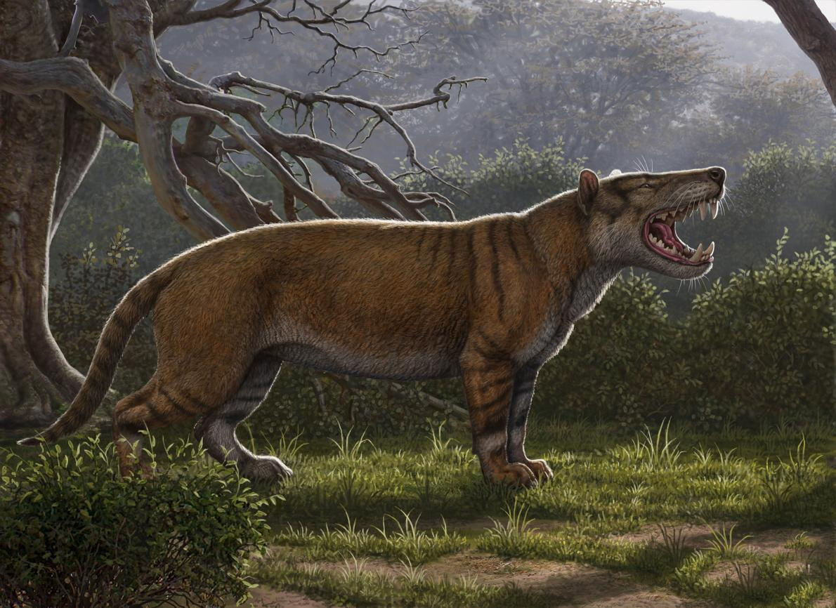 体重可达1500斤史前巨狮鬣齿兽为何在500万年前突然灭绝