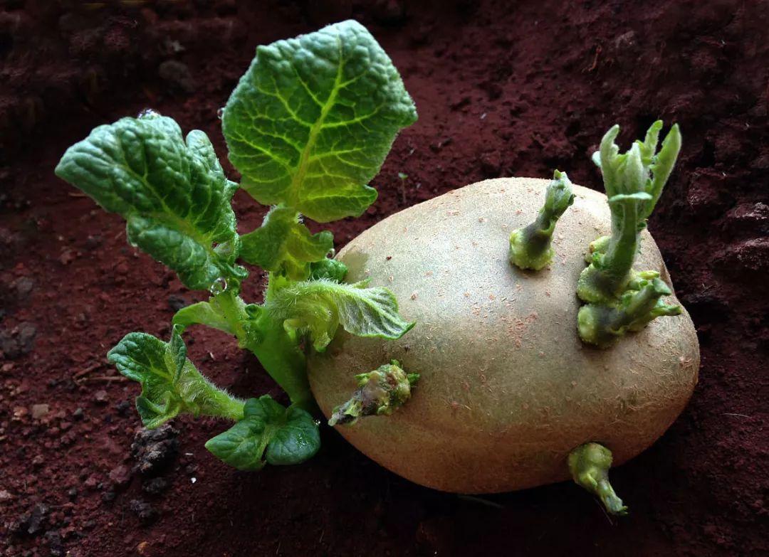 土豆发芽了 库存照片. 图片 包括有 幼木, 土豆, 对象, 培养, 农村, 收获, 产物, 果皮, 从事园艺 - 50021996