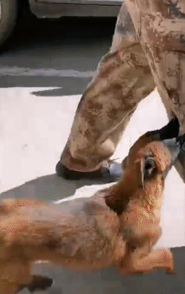 流浪狗逆袭警犬成网红,撒娇卖萌诱拐良家汪?丨坦克小希