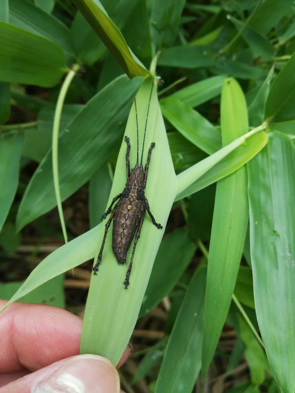 虫鸣不息 18年昆虫图录 哔哩哔哩
