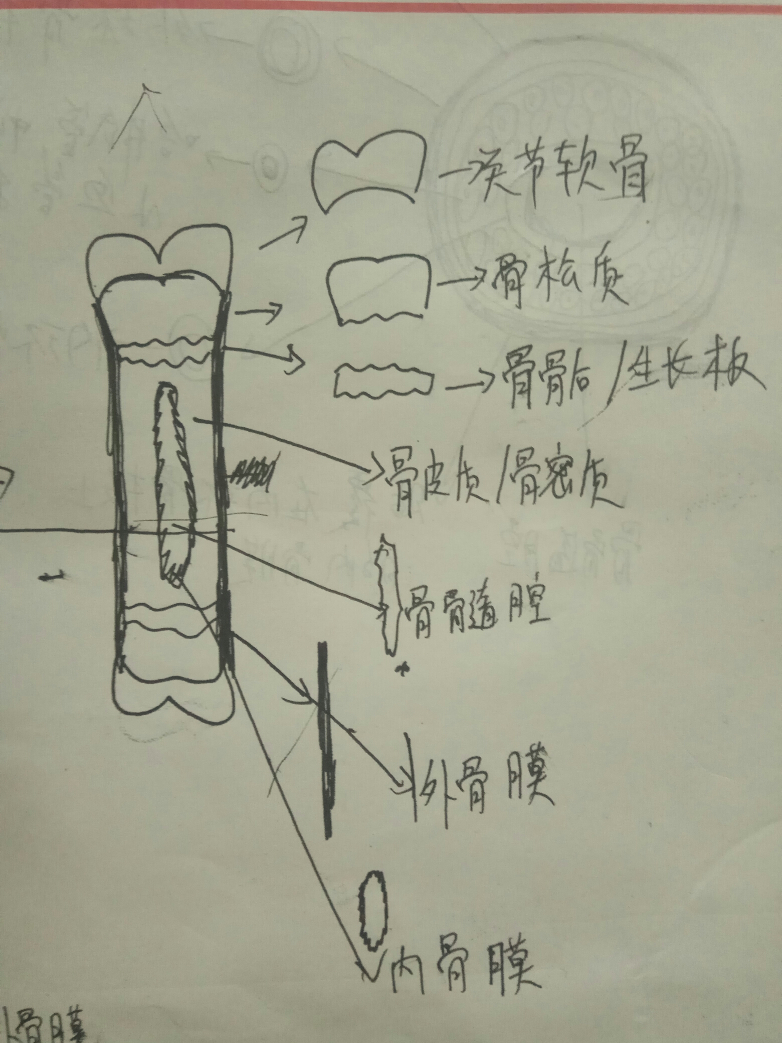 只能假性增高 为何骨骺闭合就无法真正长高(科普)