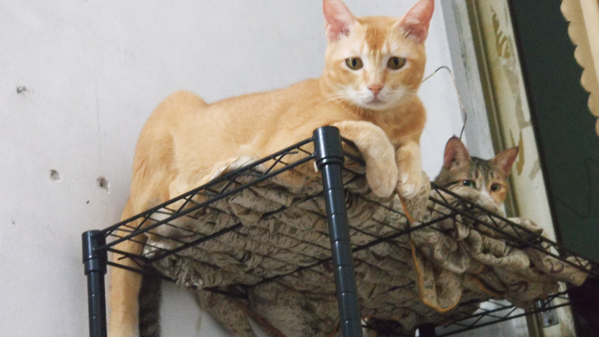 科普 被猫抓伤咬伤要不要打狂犬疫苗呢 哔哩哔哩专栏