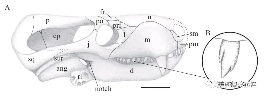 演化的故事:承上启下(合弓纲_犬颌兽小目)
