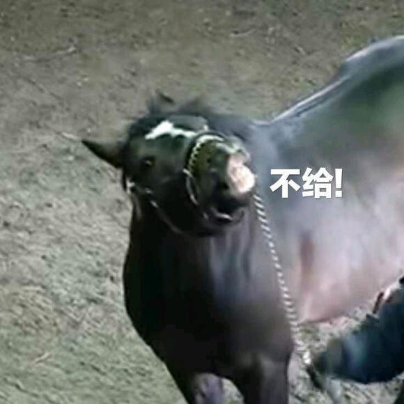 特别周“不给”表情包 - 哔哩哔哩