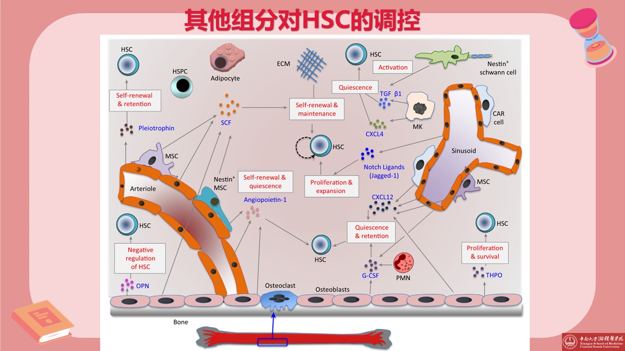 骨髓造血微环境 - 哔哩哔哩