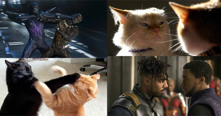 一句话总结《黑豹》,黑猫和橘猫之战