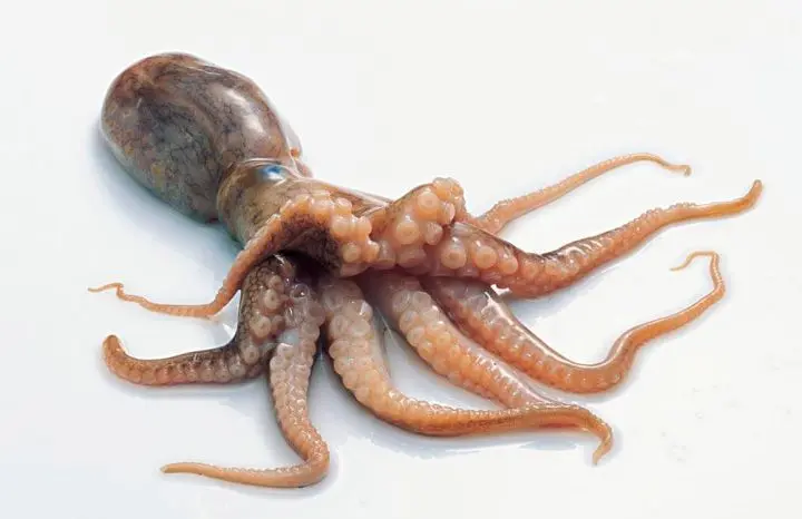 自然小百科 动物篇 8 软体动物门 下 哔哩哔哩