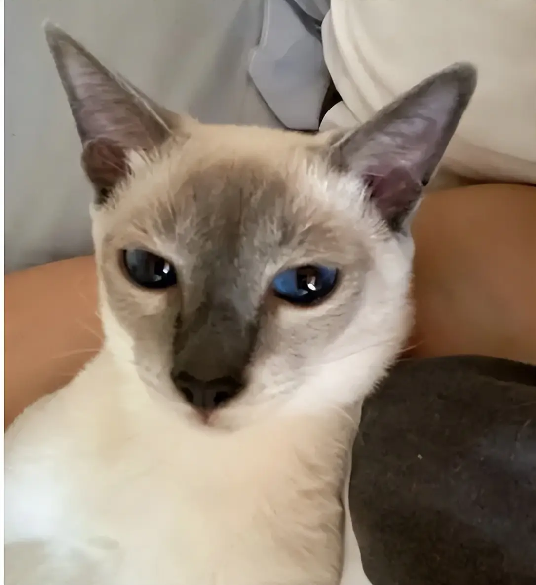 麝香猫:可爱与神秘的结合体