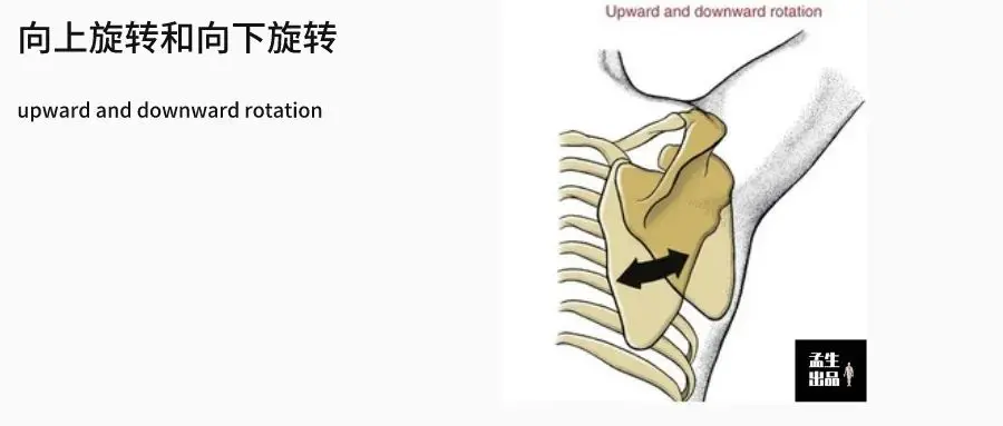 上肢被忽视的战略解剖 胸锁关节 哔哩哔哩