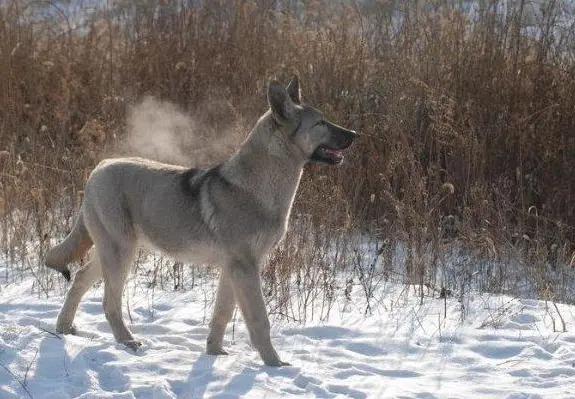 狼青犬对你 忠心 的表现 如果全占 你就偷着乐吧 哔哩哔哩
