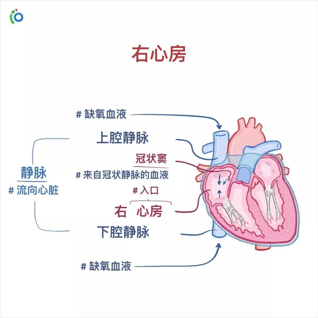 循环系统解剖与生理学习卡:第5张「右心室」应为「右心房」