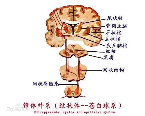 拓展生理学334页 锥体系和锥体外系 哔哩哔哩