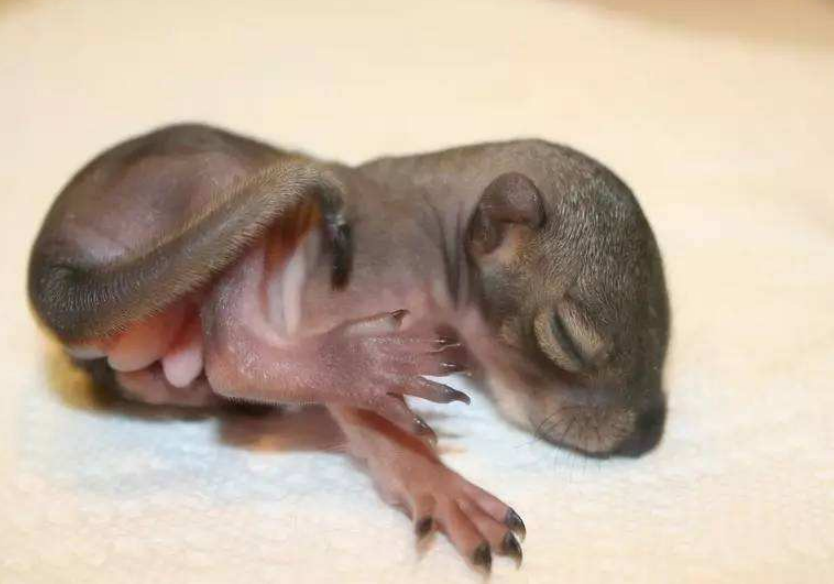 小松鼠喜欢像人一样生活,拍照时还知道摆姿势,真是"小人精"