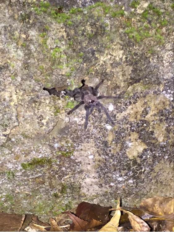 同时,国内还有一定种缨毛:荔波缨毛蛛chilobrachys liboensis ,模式