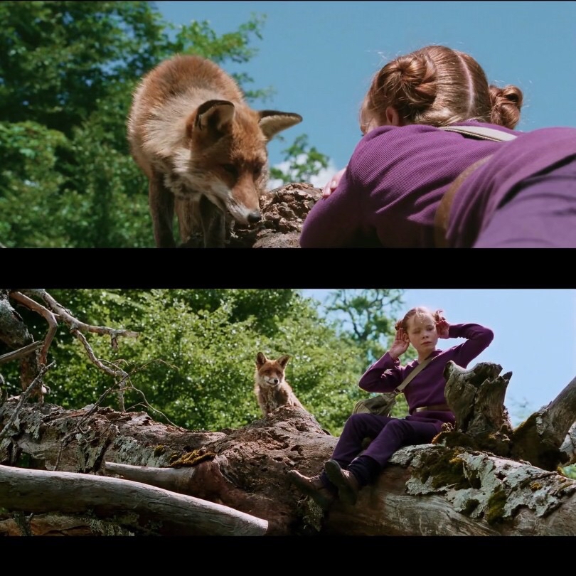 2020每日高分电影打卡推荐【狐狸与我】