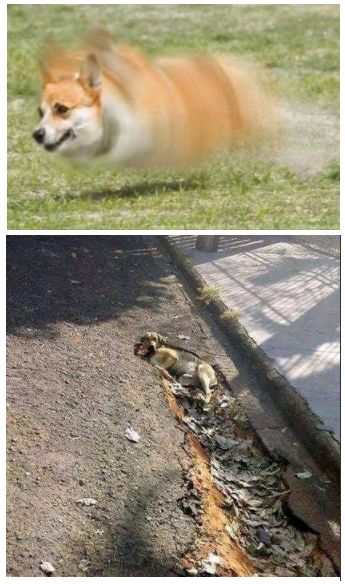 巨臂柴犬和筋肉狐狸走红,动物界的战争越演越