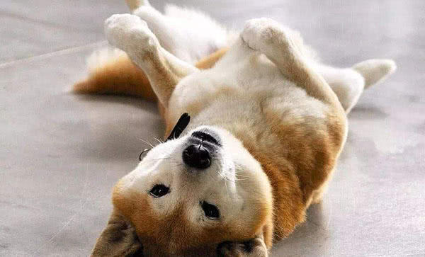 四个原因告诉你狗狗为什么喜欢打滚!第一个原因最有个性