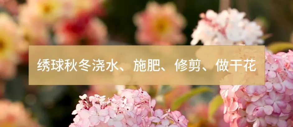 海蒂的花园 绣球秋冬养护技巧合集 哔哩哔哩