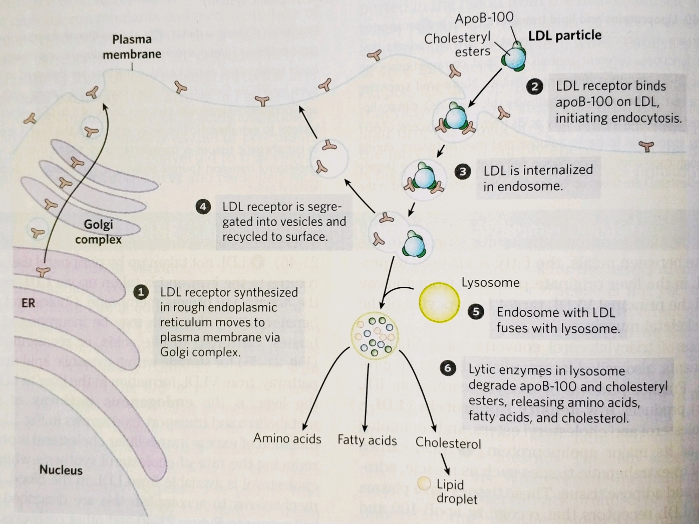 pigment retinal,carotene,cofactor vitk,detergents bile salts