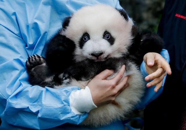 比利时大熊猫龙凤胎宝宝取名为"宝弟""宝妹"