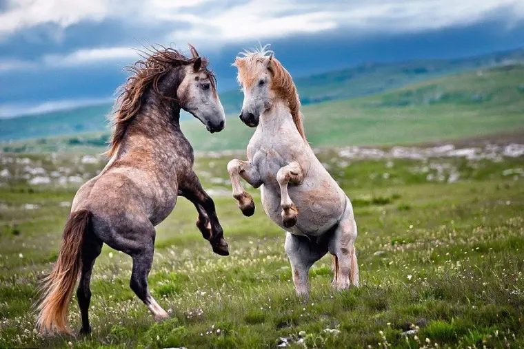 奇怪的知识又增加了 马的交配与繁殖 宁可错杀一千 哔哩哔哩