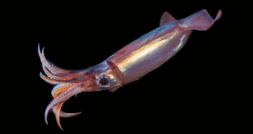 其它生物 新鞘类 Neocoleoidea 现存物种属级及以上分类及译名 含参考图 上 哔哩哔哩