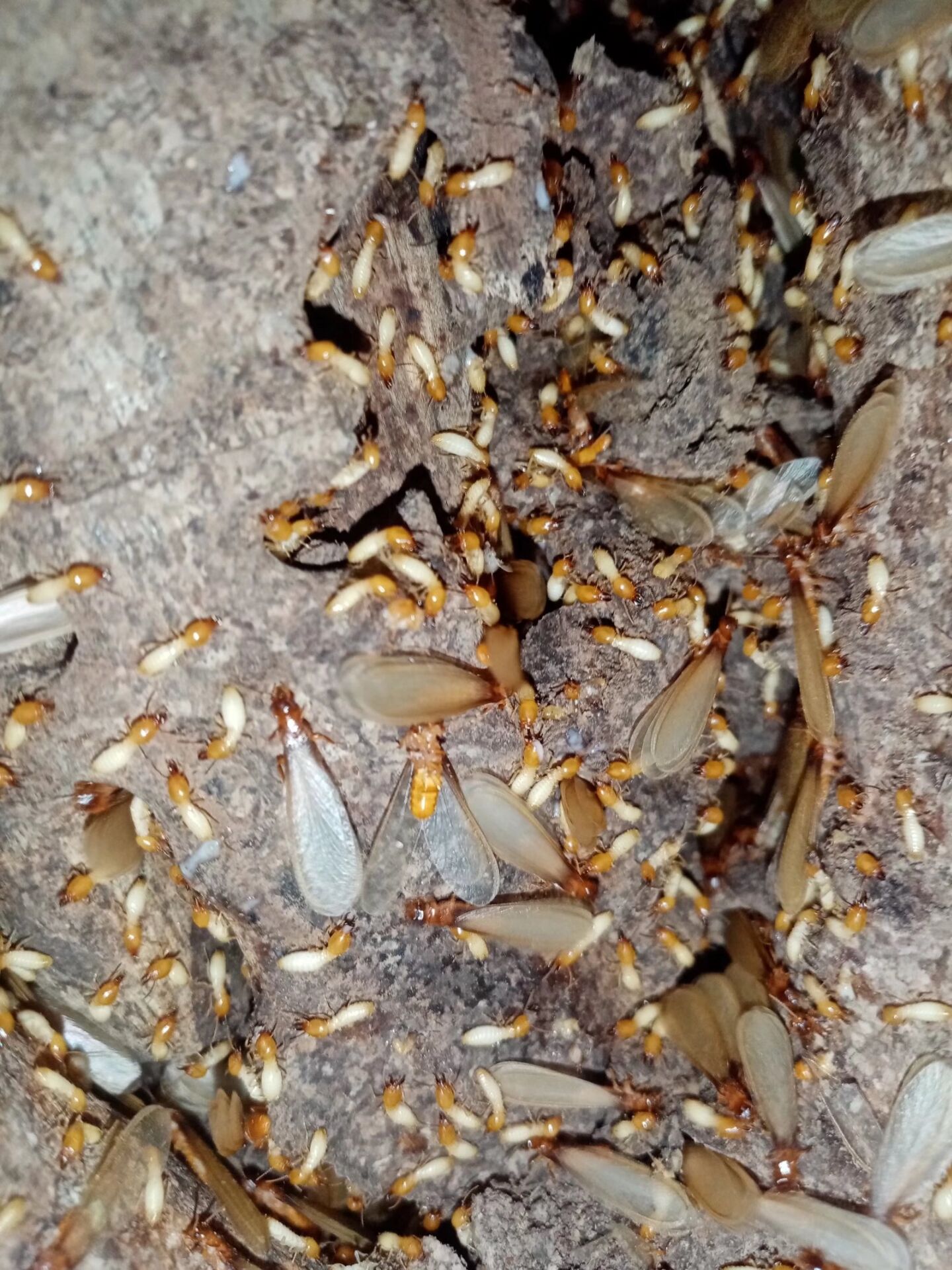 一窝60年的蚁穴被发现，蚁后体长5公分，蚁害到底有多严重？_白蚁