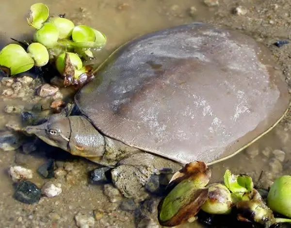 千年王八万年龟 王八 乌龟 鳖 甲鱼有什么区别 哔哩哔哩
